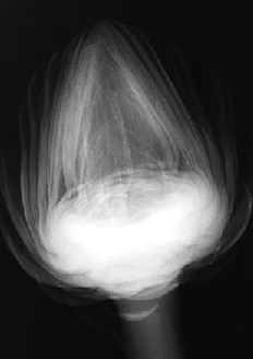 upper extended